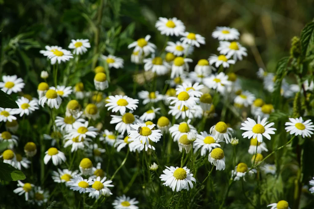 White Chrysanthemum Petals Yellow Center Green warm Leaves