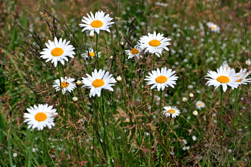 White Chrysanthemum Petals Yellow Center Green warm Stems