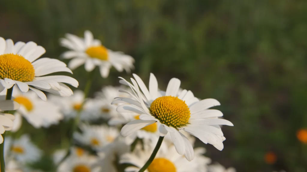 White Chrysanthemum Petals Yellow Center gray Sunlit