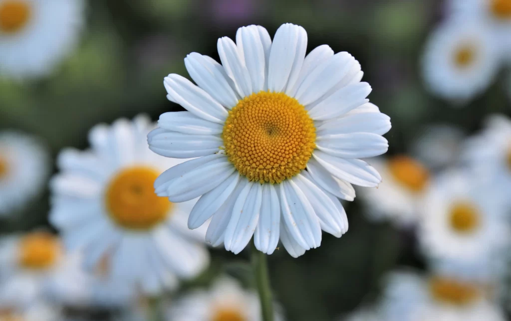 White Chrysanthemum Petals Yellow Center gray Blooming