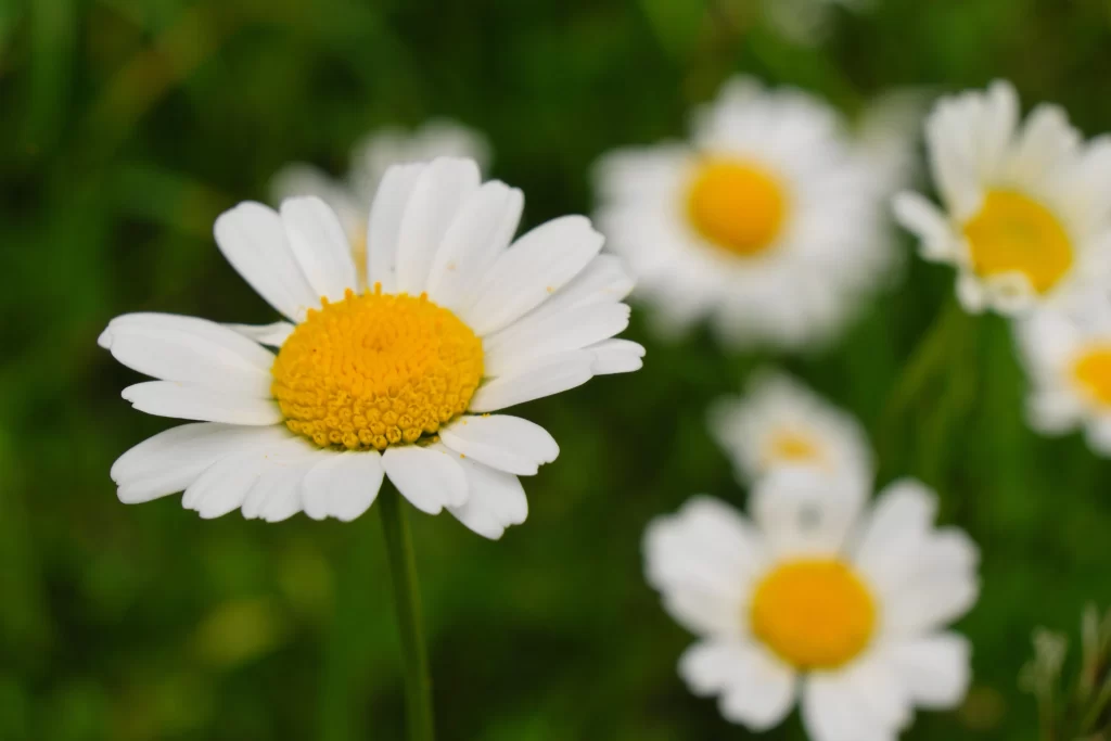 White Chrysanthemum Petals Yellow Center Green warm Background