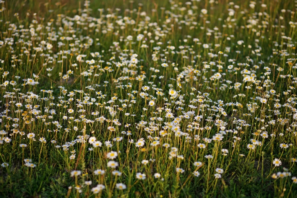 White Chrysanthemum Petals Yellow Center warm Field