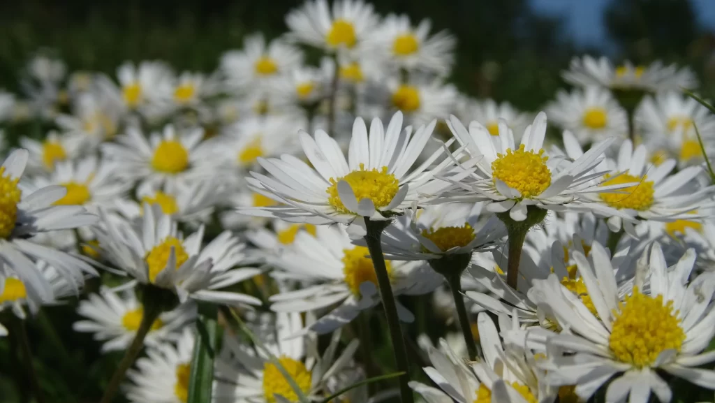 White Chrysanthemum Petals Yellow Center gray Sunlit