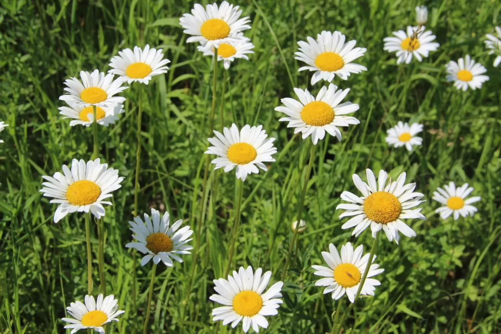 White Chrysanthemum Petals Yellow Center Green warm Leaves