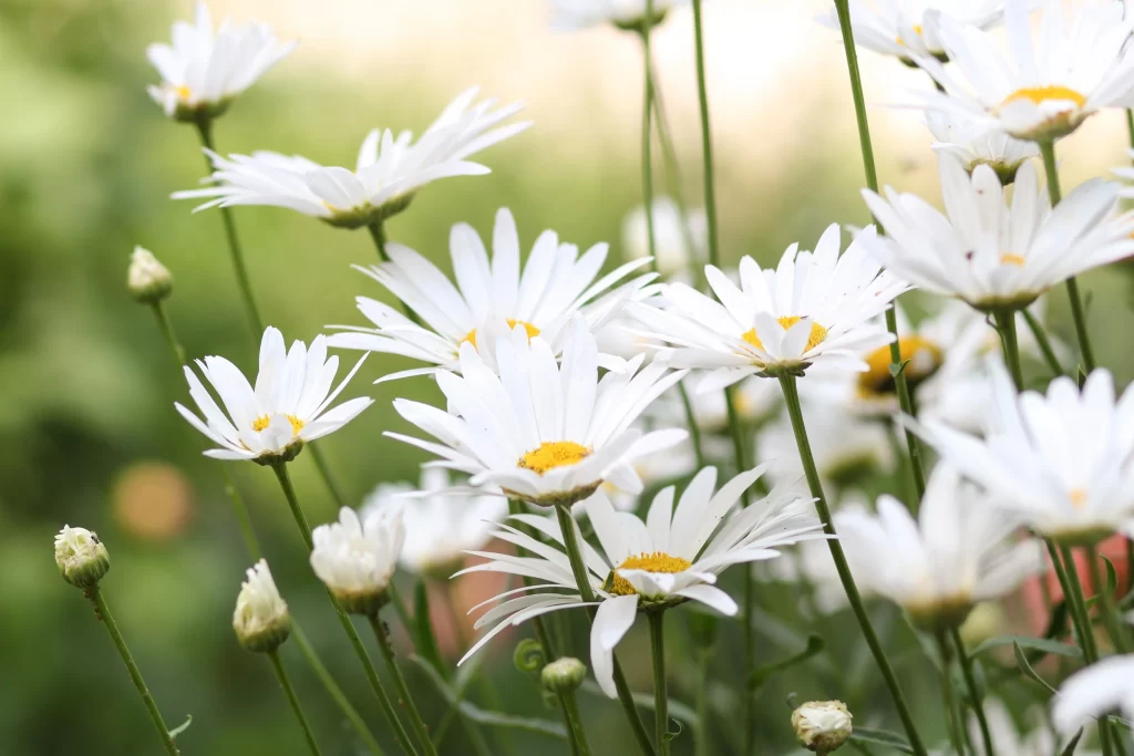 White Chrysanthemum Petals Yellow Center Green warm Stems