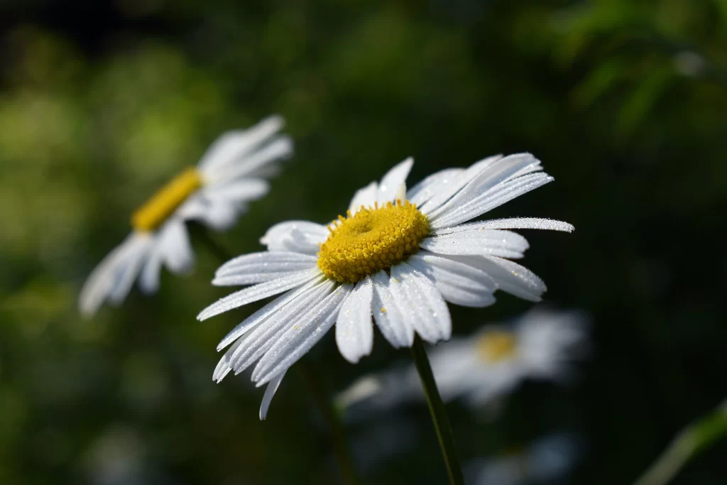 White Chrysanthemum Petals Yellow Center gray Dewdrops