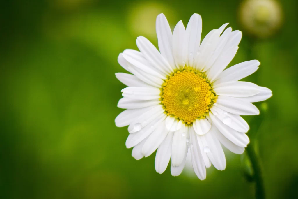 White Chrysanthemum Petals Yellow Center Dewdrops Green Background
