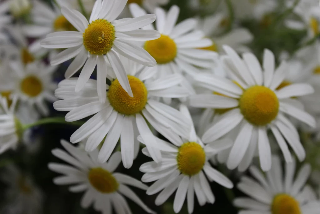 White Chrysanthemum Petals Yellow Center gray Blooming