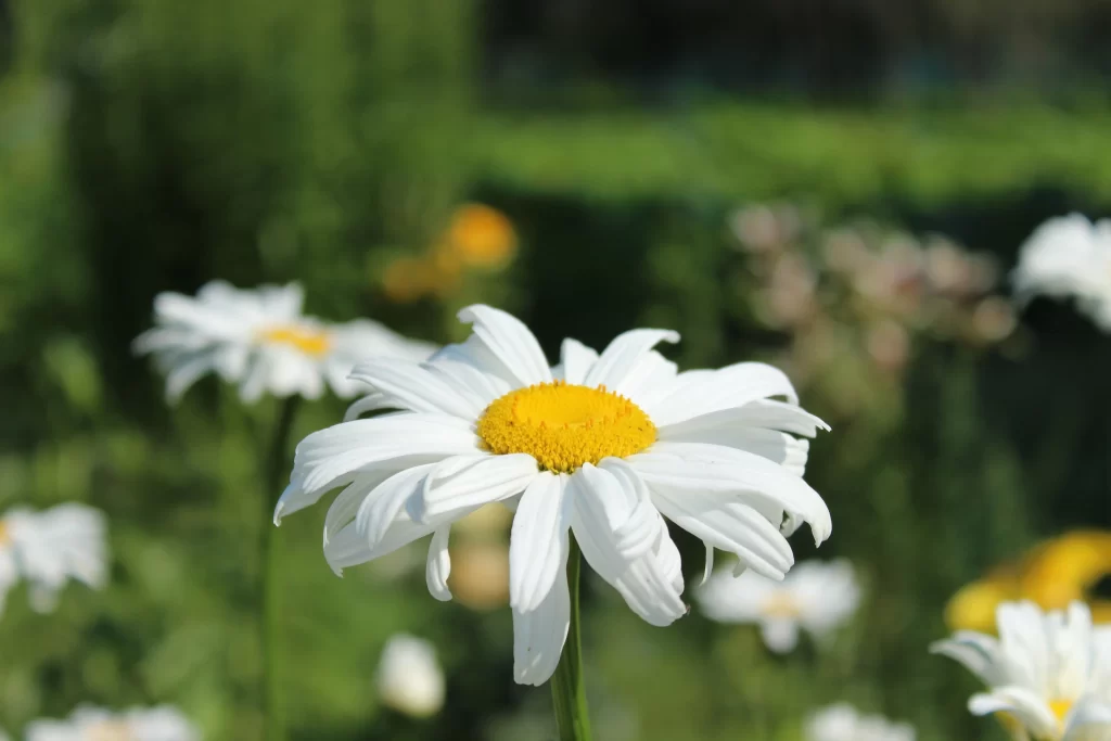 White Chrysanthemum Petals Yellow Center warm Sunlit