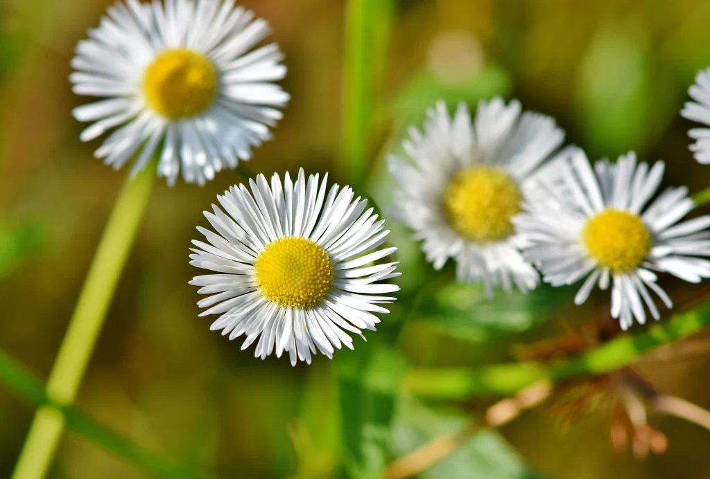 White Chrysanthemum Petals Yellow Center Green warm Stems