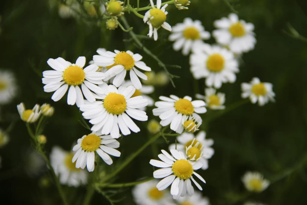 White Chrysanthemum Petals Yellow Center Green gray Stems