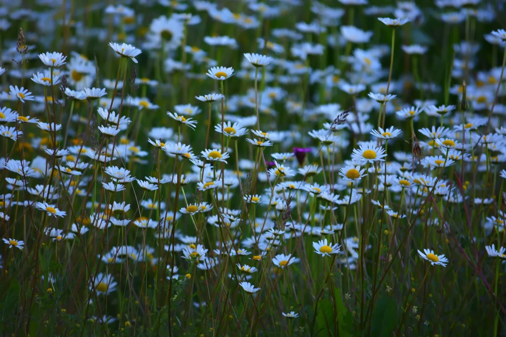 White Chrysanthemum Petals Yellow Center Blooming gray Field