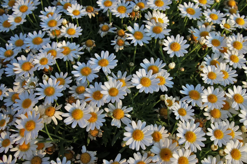 White Chrysanthemum Petals Yellow Center gray Sunlit