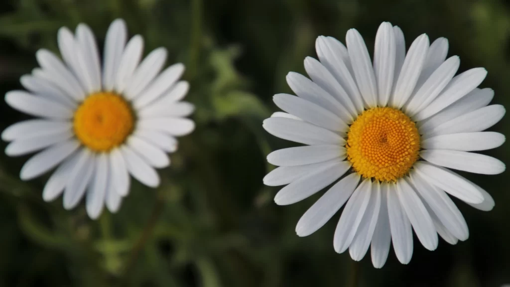 White Chrysanthemum Petals Yellow Center Green gray Leaves