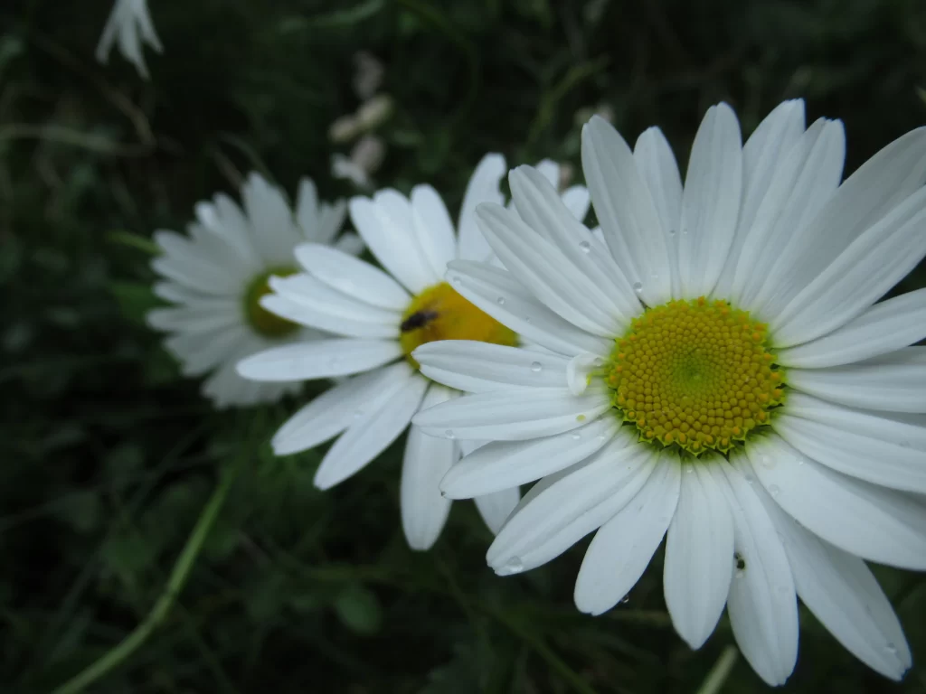 White Chrysanthemum Petals Yellow Center gray Dewdrops