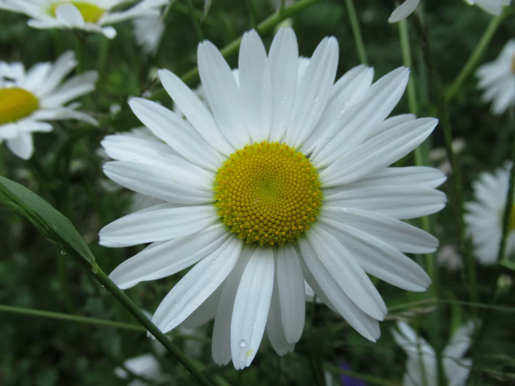 White Chrysanthemum Petals Yellow Center gray Dewdrops