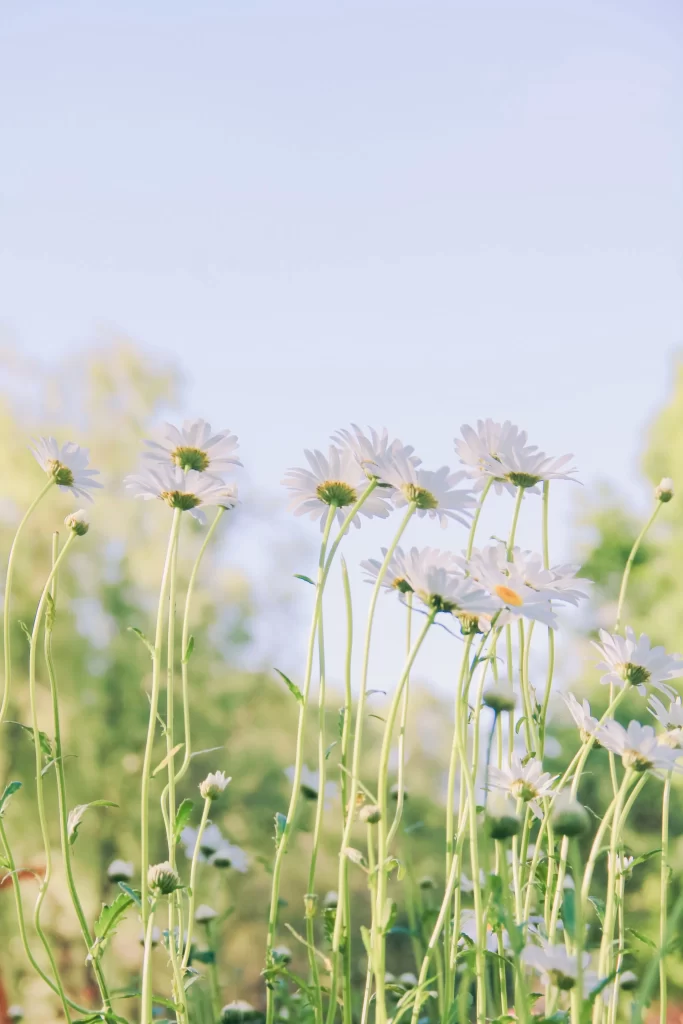 White Chrysanthemum Petals Yellow Center Green gray Stems