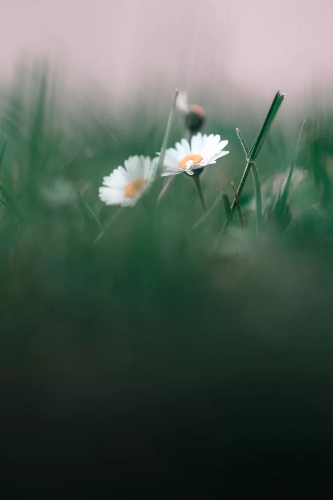 White Chrysanthemum Petals Yellow Center Green gray Grass