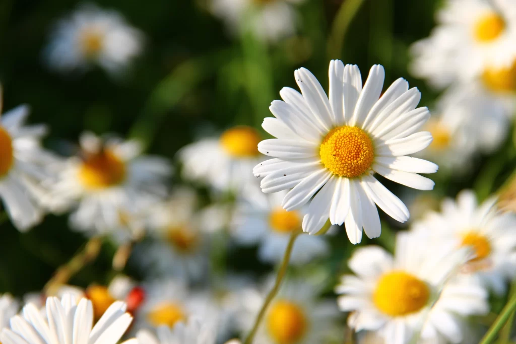 White Chrysanthemum Petals Yellow Center Sunlit Field