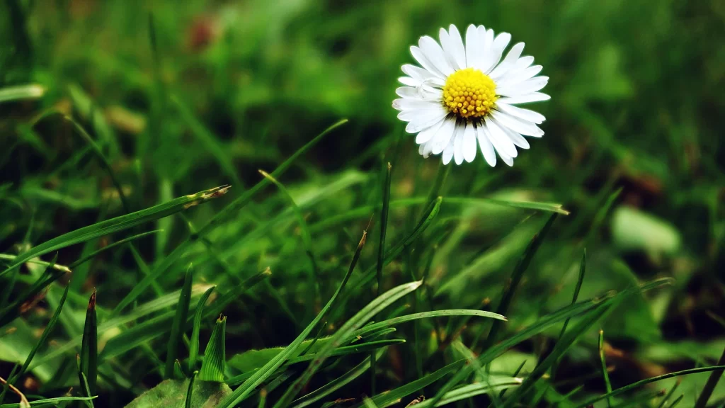 White Chrysanthemum Petals Yellow Center Green warm Grass