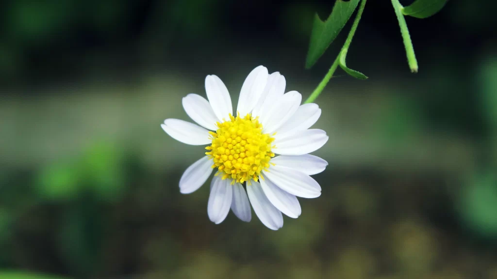 White Chrysanthemum Petals Yellow Center Green gray Stem