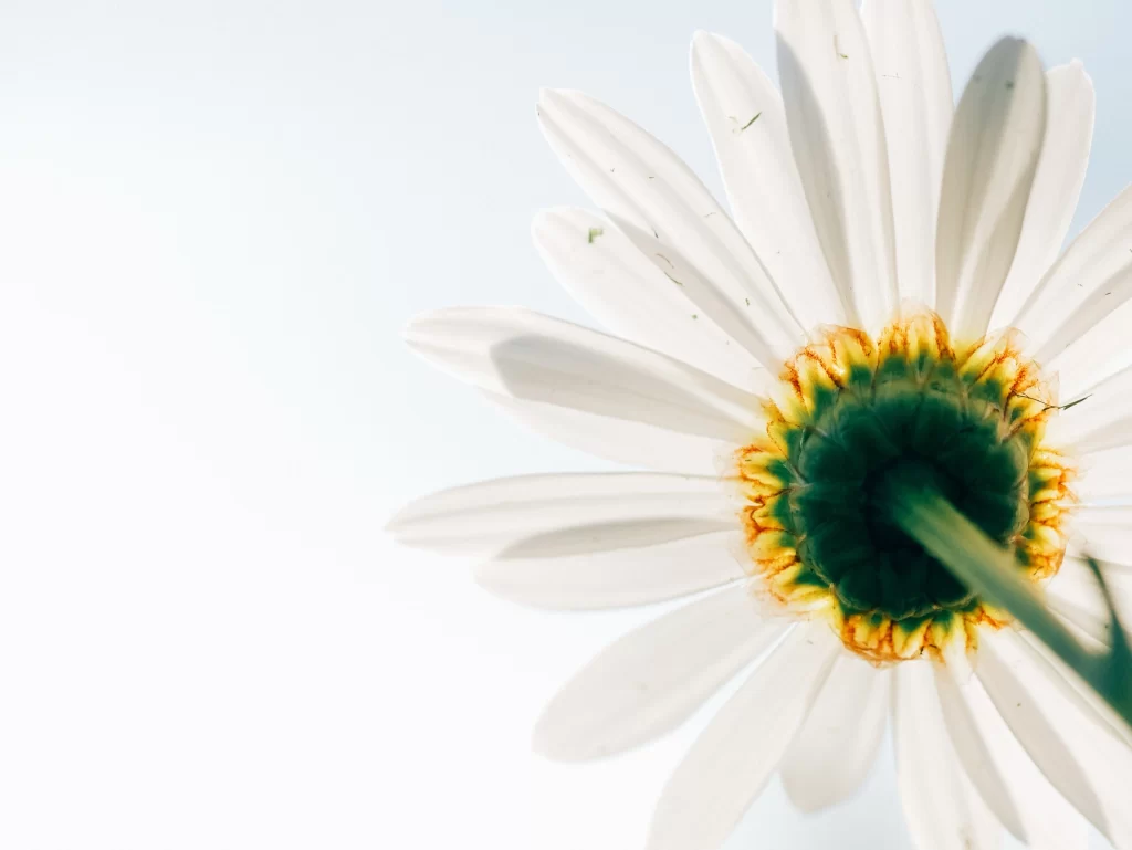 White Chrysanthemum Petals Yellow Center Green Stem