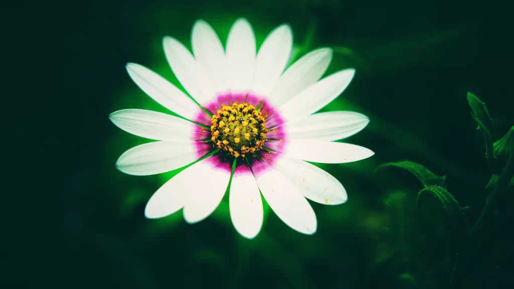 White Chrysanthemum Petals Yellow Center Green gray Background