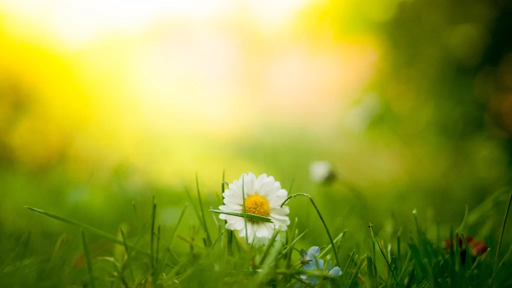 White Chrysanthemum Petals Yellow Center Green warm Grass