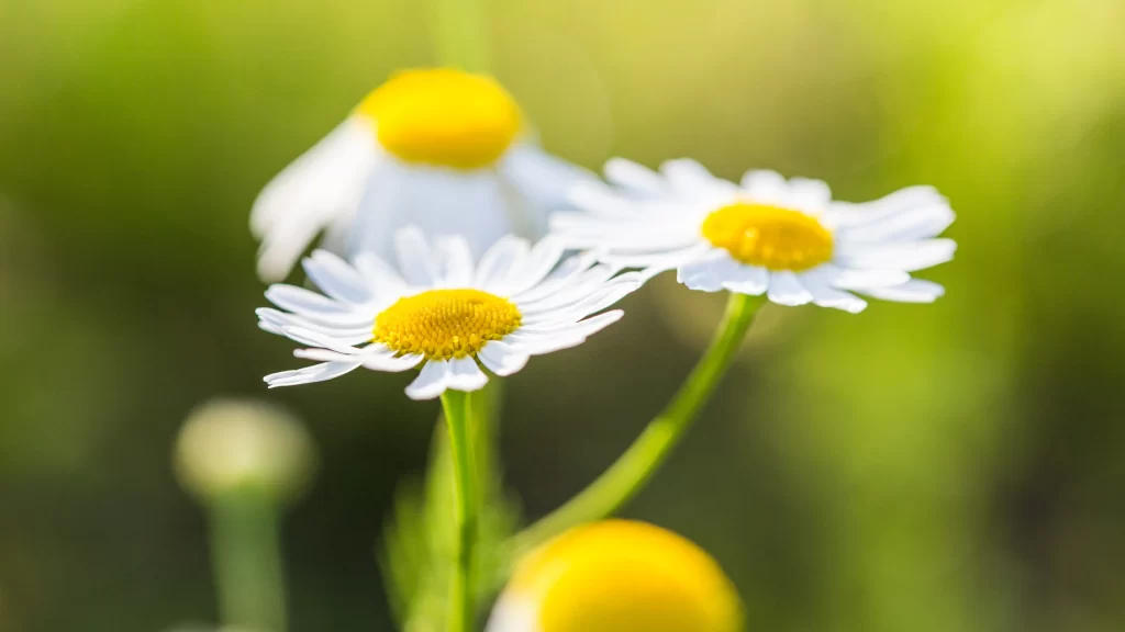 White Chrysanthemum Petals Yellow Center Green warm Stems