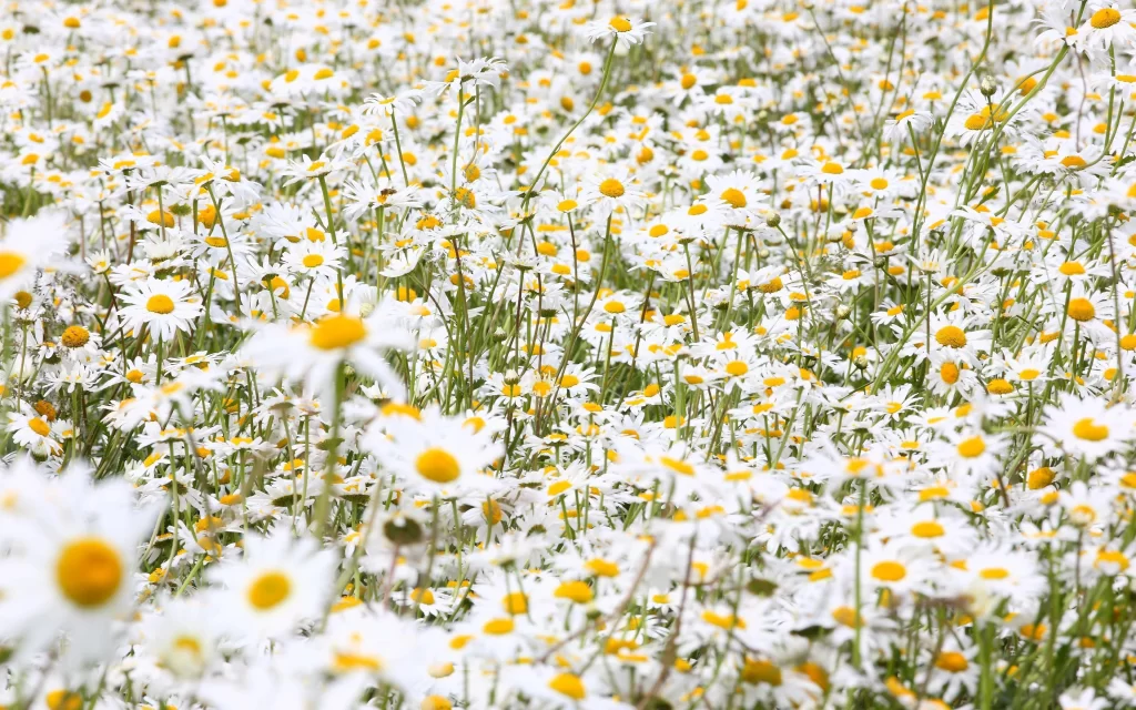 White Chrysanthemum Petals Yellow Center Blooming gray Field