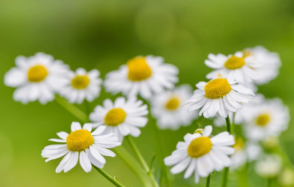 White Chrysanthemum Petals Yellow Center Green warm Background