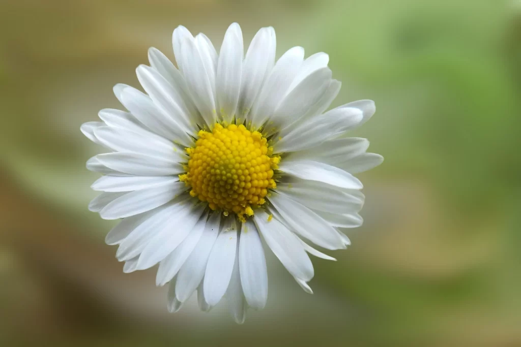 White Chrysanthemum Petals Yellow Center Nature