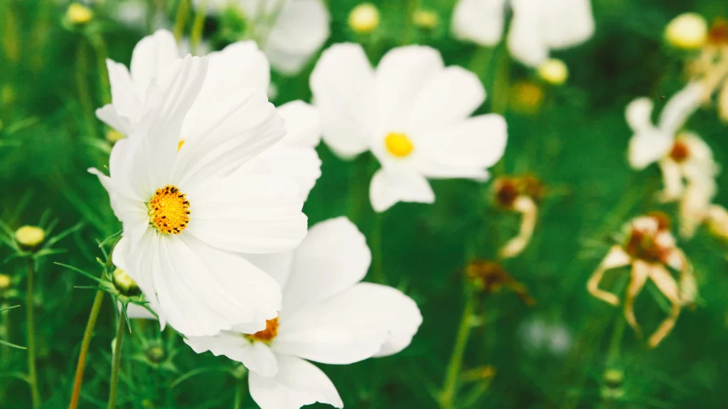 White Chrysanthemum Petals Yellow Center Green warm Stems