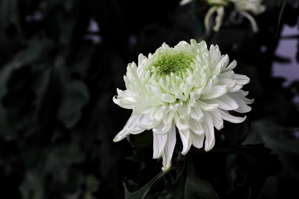 White Chrysanthemum Petals Green Center Dark Background