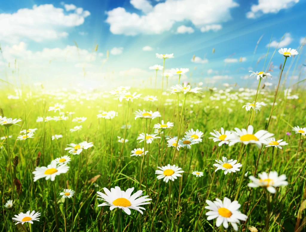 White Chrysanthemum Petals Yellow Center Sunlight Field