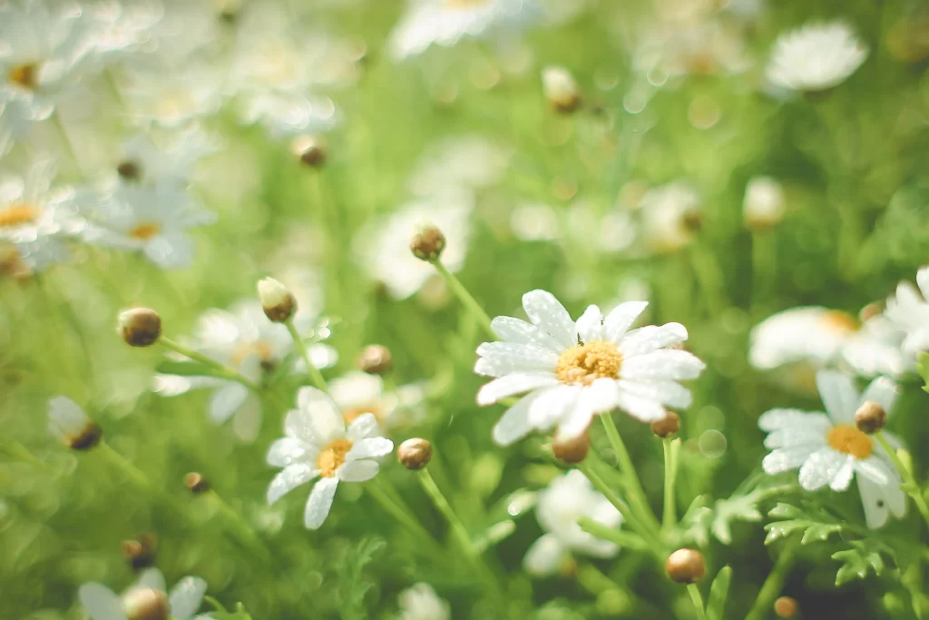 White Chrysanthemum Petals Yellow Center Dewdrops Green Stems