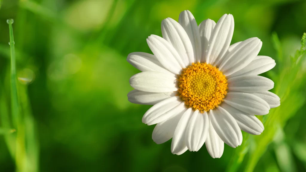 White Chrysanthemum Petals Yellow Center Green warm Background