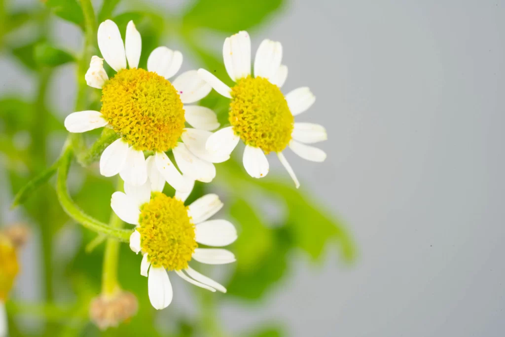 White Chrysanthemum Petals Yellow Center Green warm Leaves