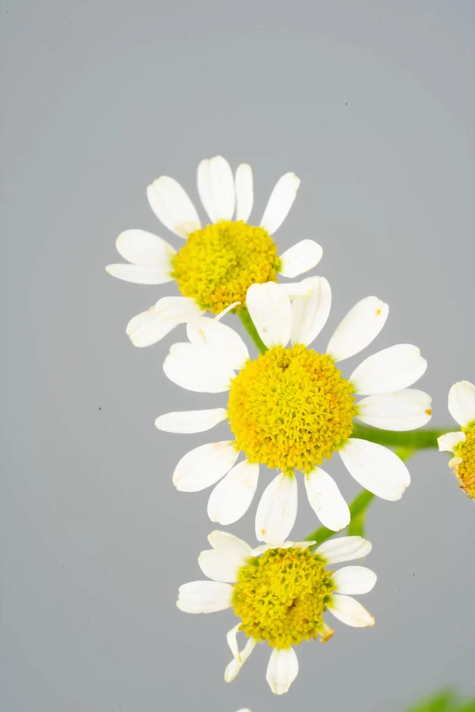 White Chrysanthemum Petals Yellow Center gray Bright