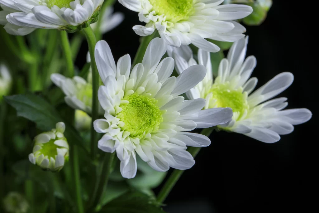 White Chrysanthemum Petals Green Center Detailed Texture