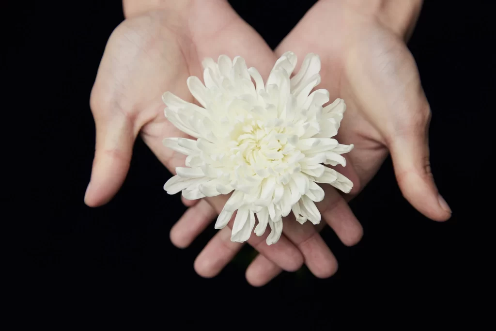 White Chrysanthemum Petals Delicate Hands
