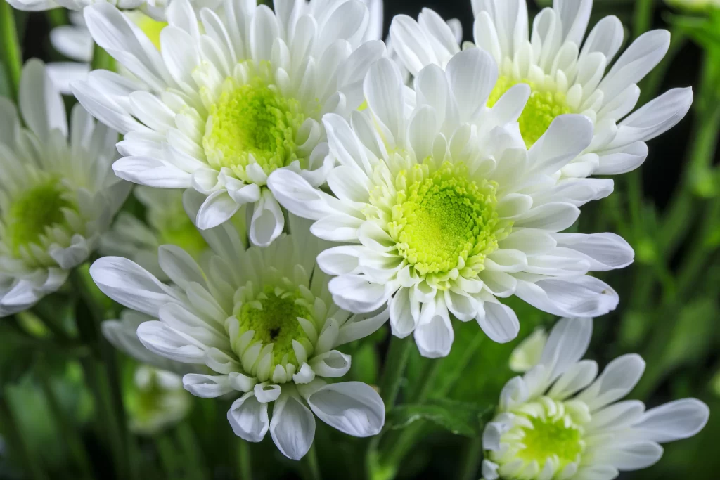 White Chrysanthemum Petals Green Center Bright
