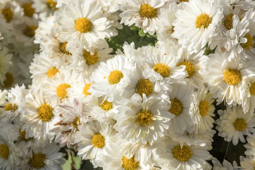 White Chrysanthemum Petals Yellow Center warm Sunlit