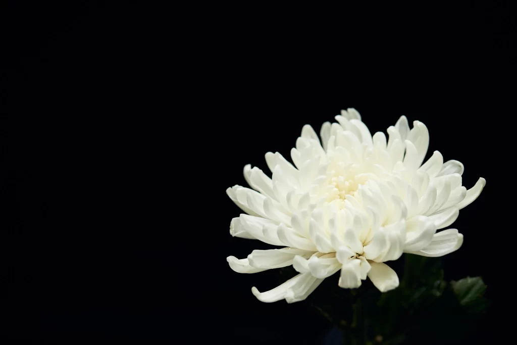 White Chrysanthemum Petals Dense Dark Background