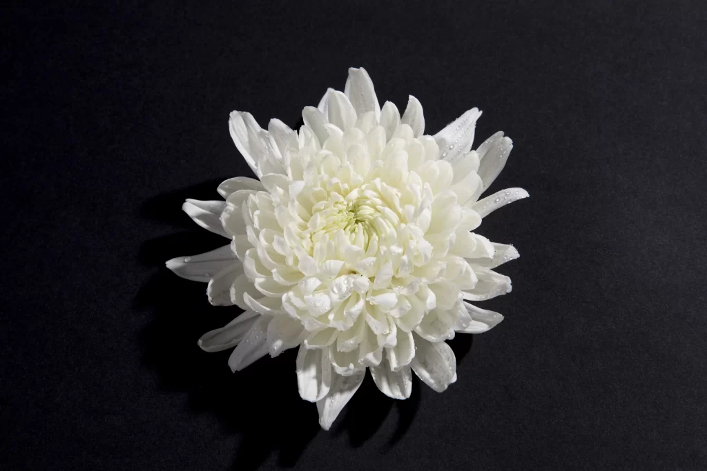 White Chrysanthemum Petals Dewdrops Dark Background