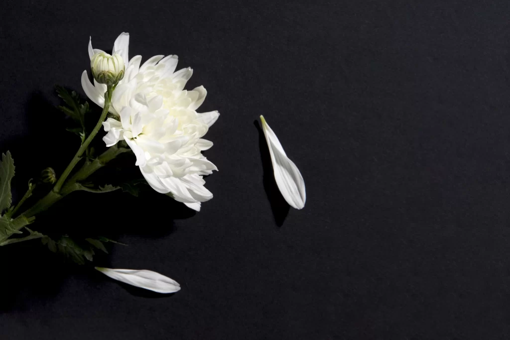 White Chrysanthemum Petals Green Stem