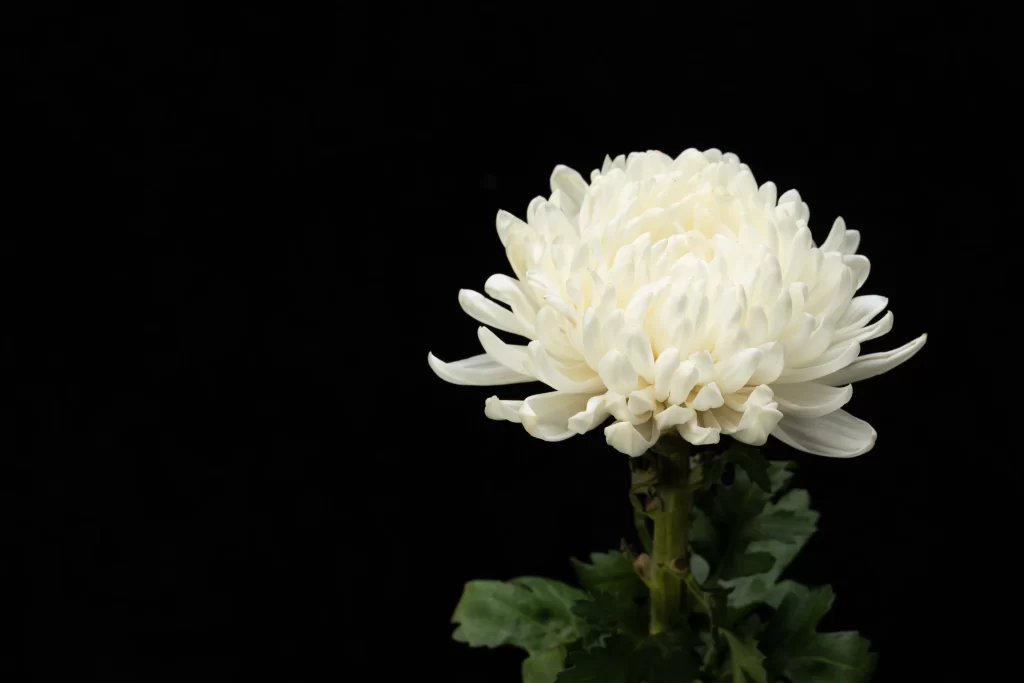 White Chrysanthemum Petals Dense dark Rounded