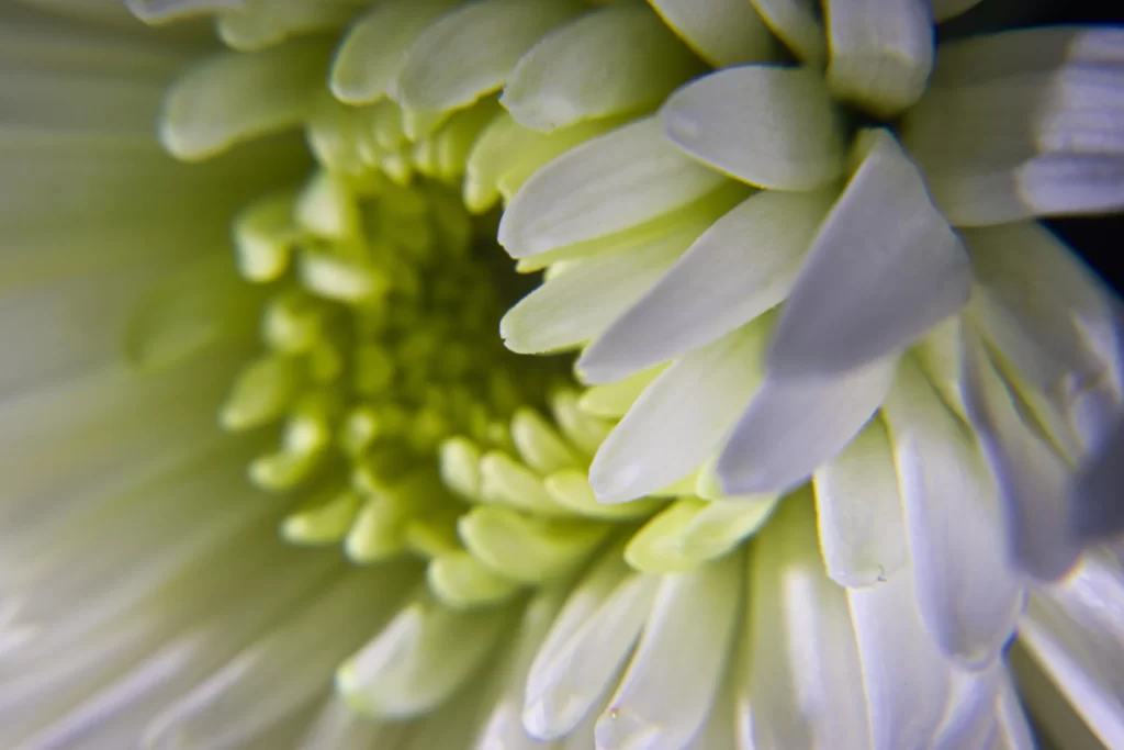 White Chrysanthemum Petals Yellow Center Close-up