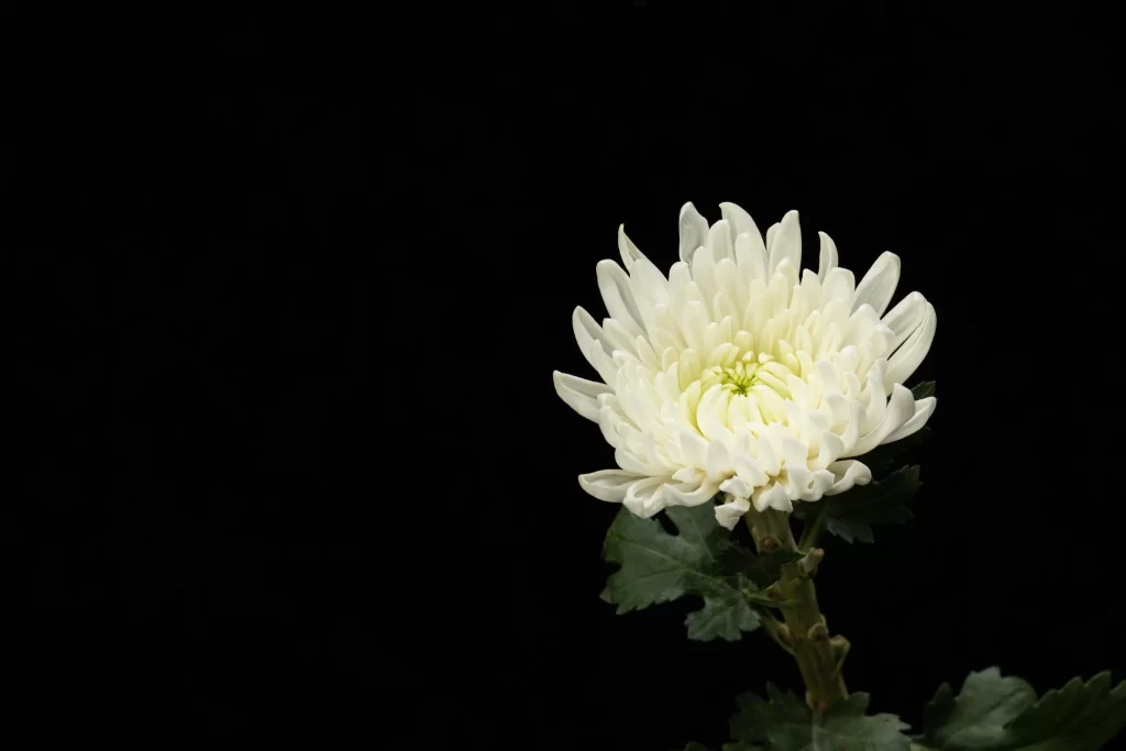 White Chrysanthemum Petals Dense Center Green Leaves