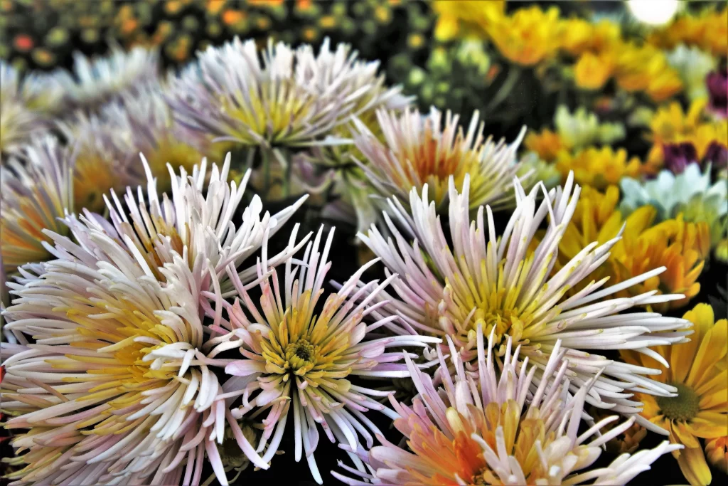 White Chrysanthemum Petals Yellow Center Dense warm Cluster